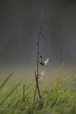 Vihm segab lennuliiklust